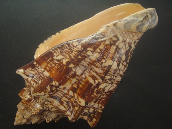 画像3: ヘブライボラ(Voluta ebraea) 180ｍｍ　特大　老成　濃色　美品 (3)