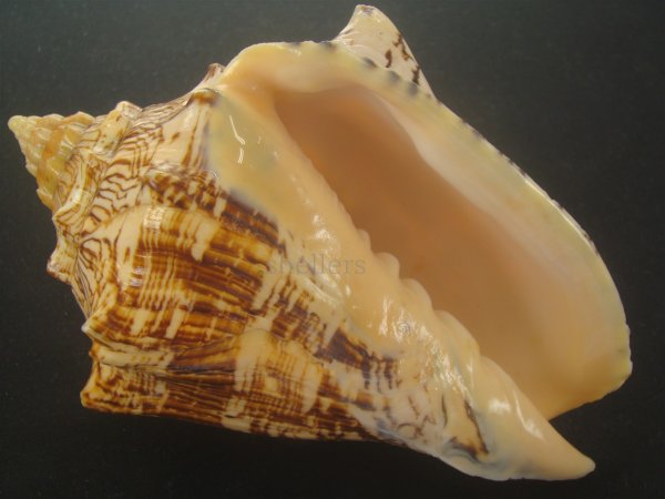 画像1: ヘブライボラ(Voluta ebraea) 170ｍｍ　特大　老成　美品 (1)
