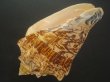 画像3: ヘブライボラ(Voluta ebraea) 170ｍｍ　特大　老成　美品 (3)