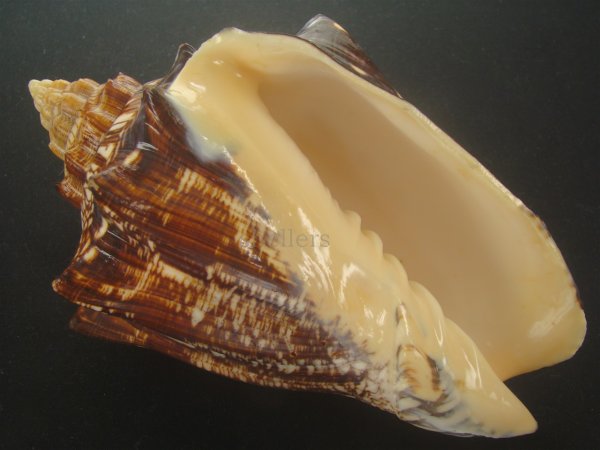 画像1: ヘブライボラ(Voluta ebraea) 190ｍｍ　特大　老成　特濃色 (1)