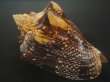 画像2: ヘブライボラ(Voluta ebraea) 190ｍｍ　特大　老成　特濃色 (2)