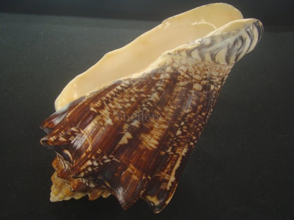 画像3: ヘブライボラ(Voluta ebraea) 190ｍｍ　特大　老成　特濃色 (3)