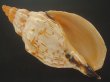 画像1: オマツリボラ(Festilyria festiva) 212ｍｍ　特大 (1)