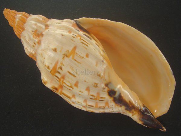 画像1: オマツリボラ(Festilyria festiva) 212ｍｍ　特大 (1)