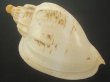 画像2: ダンシャクボラ(Livonia roadnightae) 188ｍｍ　大　美品 (2)