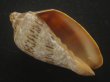 画像1: ミユキコオロギ(Cymbiola nivosa) 美品 (1)