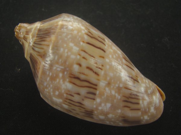 画像2: ミユキコオロギ(Cymbiola nivosa) 美品 (2)