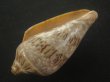 画像3: ミユキコオロギ(Cymbiola nivosa) 美品 (3)