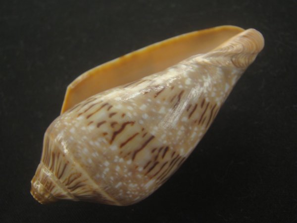 画像3: ミユキコオロギ(Cymbiola nivosa) 美品 (3)