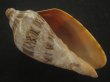 画像1: ミユキコオロギ(Cymbiola nivosa) 美品 (1)
