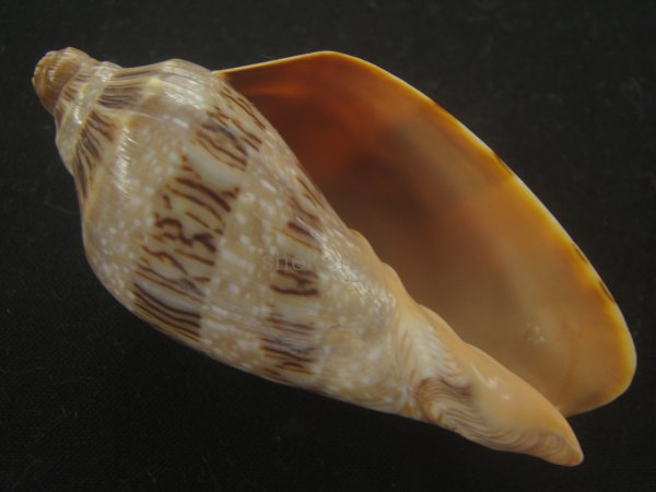 画像1: ミユキコオロギ(Cymbiola nivosa) 美品 (1)