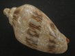 画像2: ミユキコオロギ(Cymbiola nivosa) 美品 (2)