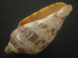 画像3: ミユキコオロギ(Cymbiola nivosa) 美品 (3)