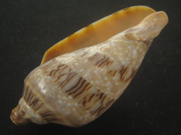 画像3: ミユキコオロギ(Cymbiola nivosa) 美品 (3)