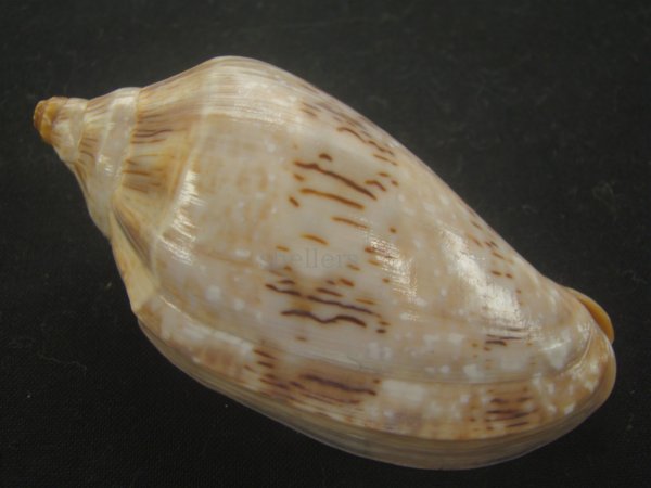 画像2: ミユキコオロギ(Cymbiola nivosa) 大　老成　特美品 (2)
