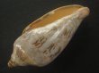 画像3: ミユキコオロギ(Cymbiola nivosa) 大　老成　特美品 (3)