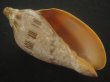 画像1: ミユキコオロギ(Cymbiola nivosa) 大　美品 (1)