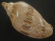 画像2: ミユキコオロギ(Cymbiola nivosa) 大　美品 (2)