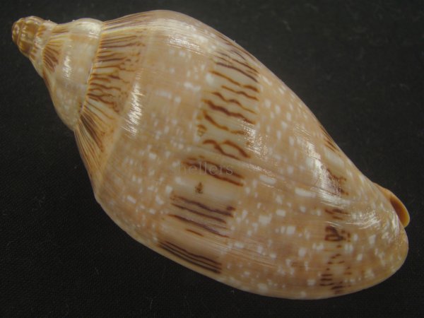 画像2: ミユキコオロギ(Cymbiola nivosa) 大　美品 (2)