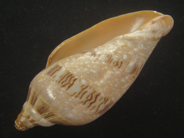画像3: ミユキコオロギ(Cymbiola nivosa) 大　美品 (3)