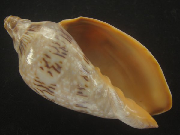 画像1: ミユキコオロギ(Cymbiola nivosa) 大　老成　美品 (1)