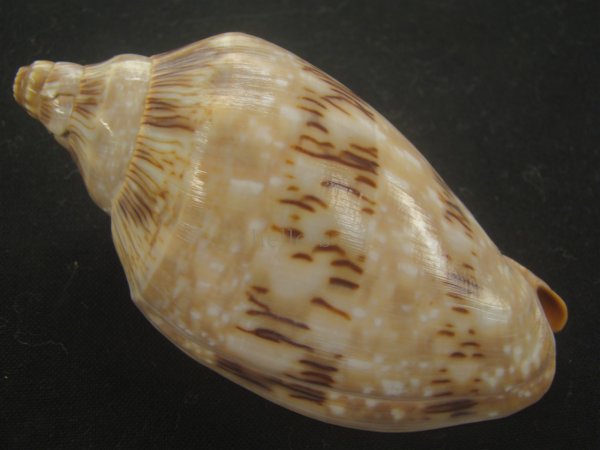 画像2: ミユキコオロギ(Cymbiola nivosa) 大　老成　美品 (2)