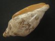画像3: ミユキコオロギ(Cymbiola nivosa) 大　老成　美品 (3)
