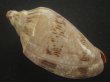 画像2: ミユキコオロギ(Cymbiola nivosa) 大　老成　特美品 (2)