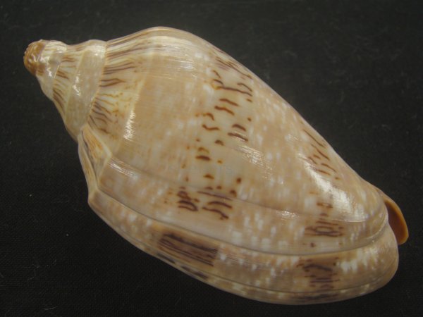 画像2: ミユキコオロギ(Cymbiola nivosa) 大　老成　特美品 (2)