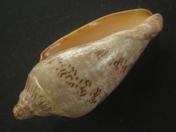 画像3: ミユキコオロギ(Cymbiola nivosa) 大　老成　特美品 (3)