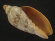 画像1: ミユキコオロギ(Cymbiola nivosa) 88ｍｍ　特大　老成　美品 (1)