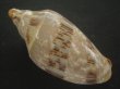 画像2: ミユキコオロギ(Cymbiola nivosa) 88ｍｍ　特大　老成　美品 (2)