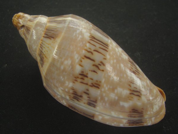 画像2: ミユキコオロギ(Cymbiola nivosa) 88ｍｍ　特大　老成　美品 (2)