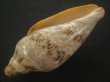 画像3: ミユキコオロギ(Cymbiola nivosa) 88ｍｍ　特大　老成　美品 (3)