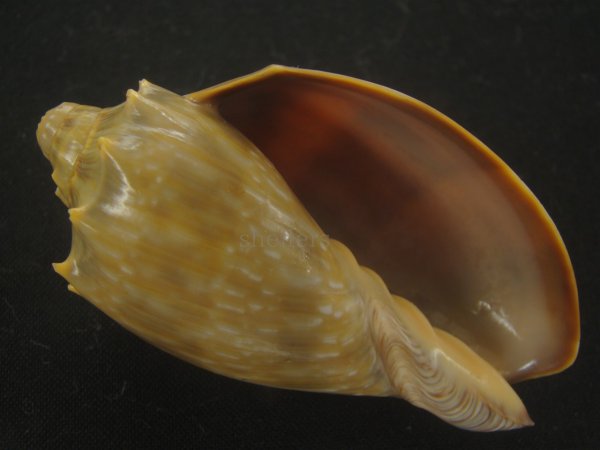 画像1: ウグイスミユキコオロギ(Cymbiola nivosa oblita) 老成　特美品 (1)