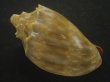 画像2: ウグイスミユキコオロギ(Cymbiola nivosa oblita) 老成　特美品 (2)