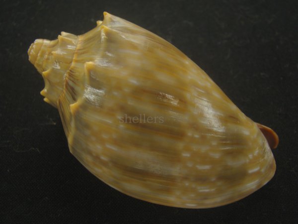 画像2: ウグイスミユキコオロギ(Cymbiola nivosa oblita) 老成　特美品 (2)