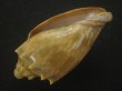 画像3: ウグイスミユキコオロギ(Cymbiola nivosa oblita) 老成　特美品 (3)