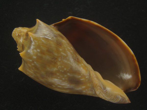 画像1: ウグイスミユキコオロギ(Cymbiola nivosa oblita) 老成　濃色　特美品 (1)