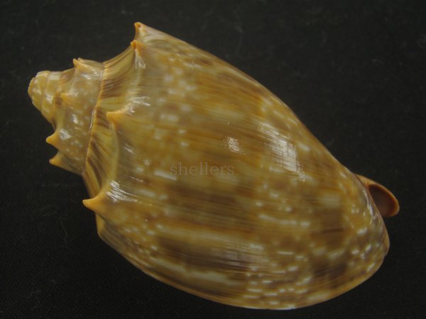 画像2: ウグイスミユキコオロギ(Cymbiola nivosa oblita) 老成　濃色　特美品 (2)