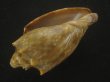 画像3: ウグイスミユキコオロギ(Cymbiola nivosa oblita) 老成　濃色　特美品 (3)