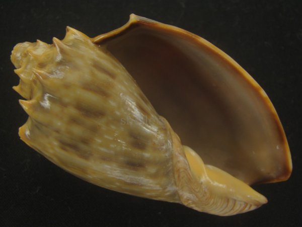 画像1: ウグイスミユキコオロギ(Cymbiola nivosa oblita) 78ｍｍ　特大　老成　特美品 (1)