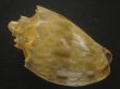 画像2: ウグイスミユキコオロギ(Cymbiola nivosa oblita) 78ｍｍ　特大　老成　特美品 (2)