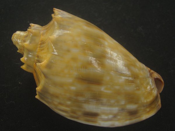 画像2: ウグイスミユキコオロギ(Cymbiola nivosa oblita) 78ｍｍ　特大　老成　特美品 (2)