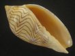 画像1: モクメボラ(Amoria undulata) フォームセブンマイルビーチ　特美品 (1)