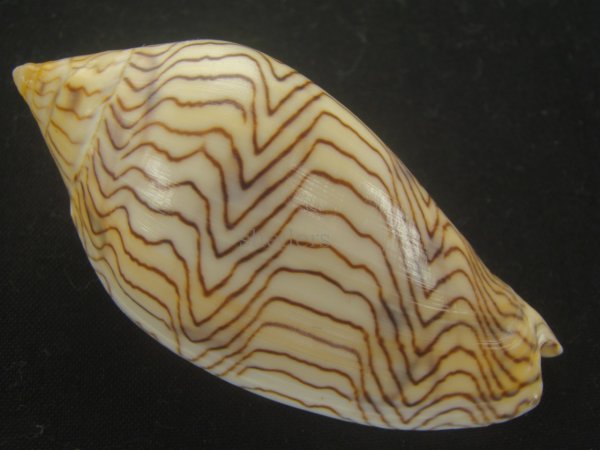 画像2: モクメボラ(Amoria undulata) フォームセブンマイルビーチ　特美品 (2)