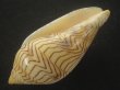 画像3: モクメボラ(Amoria undulata) フォームセブンマイルビーチ　特美品 (3)
