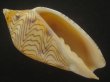 画像1: モクメボラ(Amoria undulata) フォームセブンマイルビーチ　大　老成　特美品 (1)