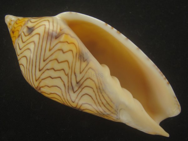 画像1: モクメボラ(Amoria undulata) フォームセブンマイルビーチ　大　老成　特美品 (1)