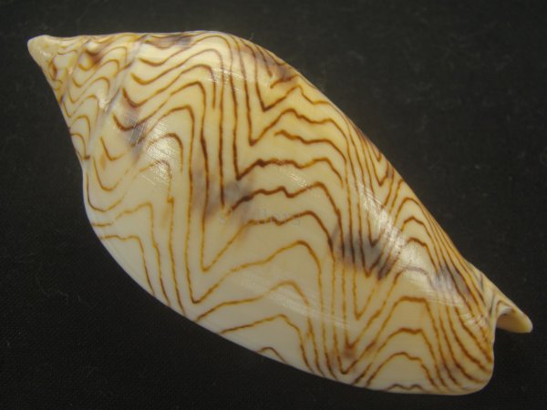 画像2: モクメボラ(Amoria undulata) フォームセブンマイルビーチ　大　老成　特美品 (2)